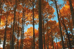 Image post by @nauflagstaff on Instagram