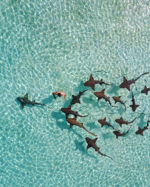 Image post by @dronepals on Instagram
