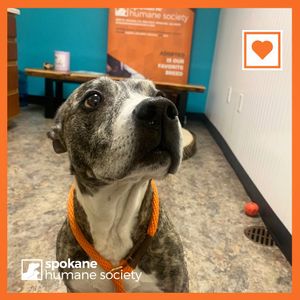 Image post by @spokhumanesoc on Instagram