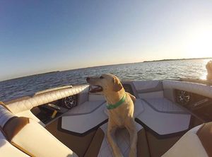 Image post by @tigeboats on Instagram
