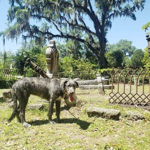 Image post by @thesavannahwolfhound on Instagram