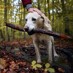Image post by @triumphpetfood on Instagram