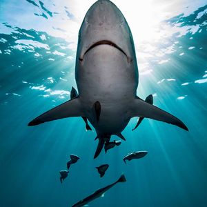 Image post by @animalplanet on Instagram