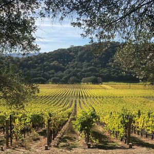 Image post by @liveinthevineyard on Instagram