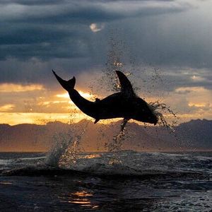 Image post by @discovery on Instagram