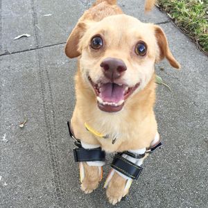 Image post by @animalplanet on Instagram