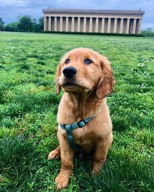 Image post by @muscornernash on Instagram