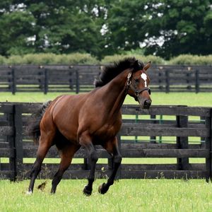 Image post by @spendthriftfarm on Instagram