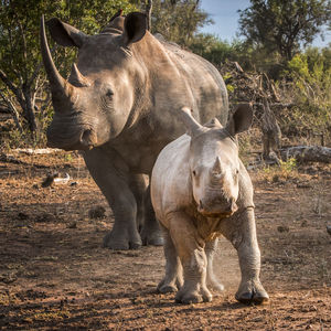 Image post by @animalplanet on Instagram