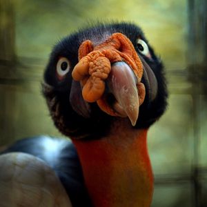 Image post by @animalplanet on Instagram