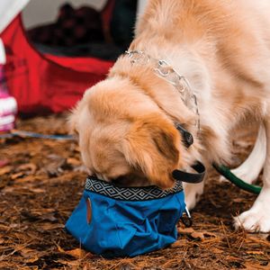 Image post by @triumphpetfood on Instagram