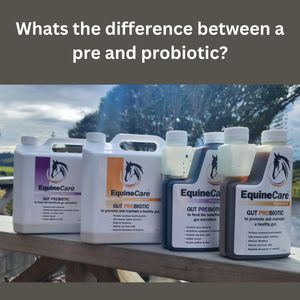 Image post by @equinecareprobiotic on Instagram