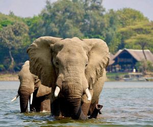 Image post by @chiawasafaris on Instagram