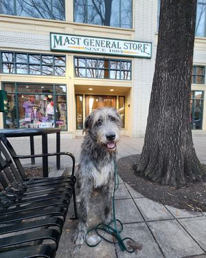 Image post by @thesavannahwolfhound on Instagram
