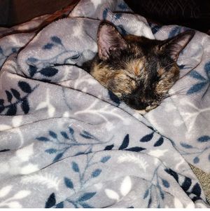 Image post by @DiamondPetFood on Twitter