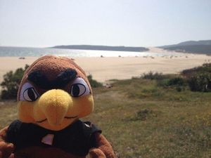 Image post by @officialsouthernmiss on Instagram