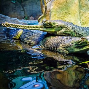 Image post by @animalplanet on Instagram