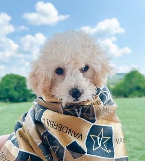 Image post by @vanderbiltu on Instagram