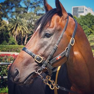 Image post by @australianturfclub on Instagram