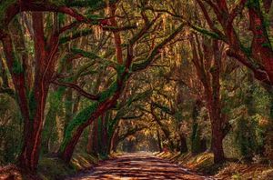 Image post by @southcarolina on Instagram