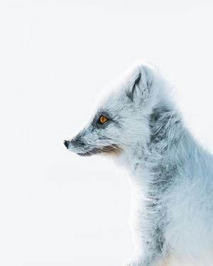 Image post by @sonyalpha on Instagram