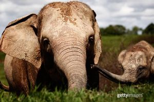 Image post by @gettyimages on Instagram
