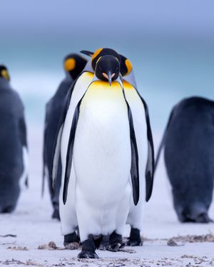 Image post by @Discovery on Twitter