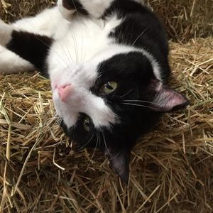 Image post by @snaffle_it on Instagram