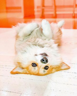 Image post by @madmax_fluffyroad on Instagram