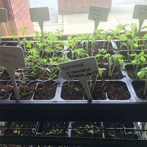 Image post by @kidsgardening on Instagram