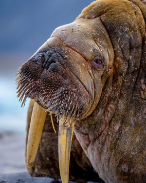 Image post by @animalplanet on Instagram
