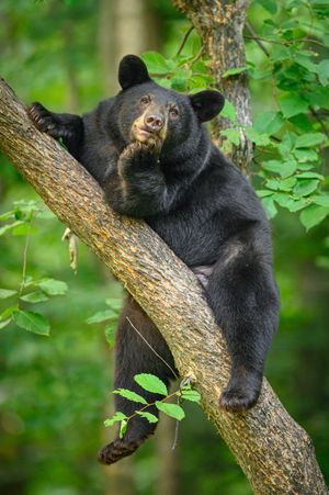 Video post by @animalplanet on TikTok
