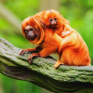 Image post by @discovery on Instagram