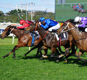 Image post by @australianturfclub on Instagram
