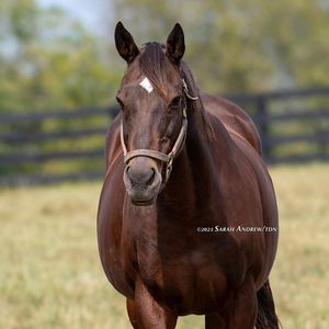 Image post by @thoroughbred_daily_news on Instagram