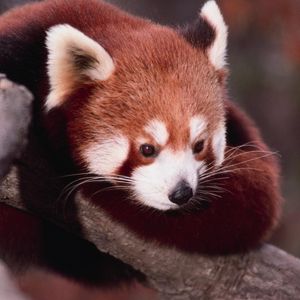 Image post by @animalplanet on Instagram
