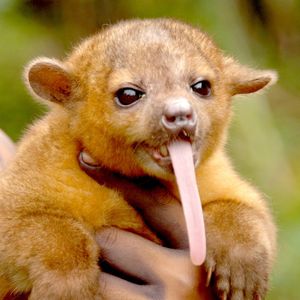 Image post by @animalplanet on Instagram