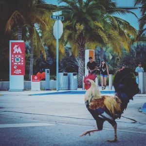 Image post by @catocataldo on Instagram