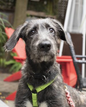Image post by @thesavannahwolfhound on Instagram