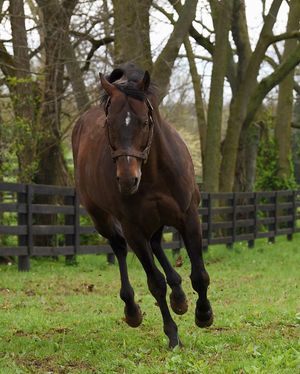 Image post by @spendthriftfarm on Instagram