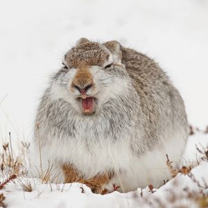 Image post by @animalplanet on Instagram