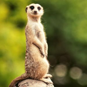 Image post by @animalplanet on Instagram
