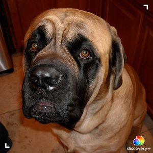Image post by @animalplanet on Instagram