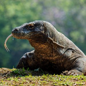 Image post by @animalplanet on Instagram