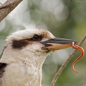 Image post by @animalplanet on Instagram