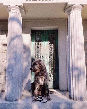 Image post by @thesavannahwolfhound on Instagram