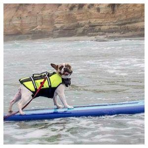 Image post by @animalplanet on Instagram