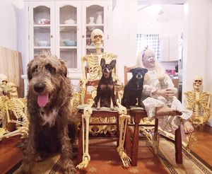Image post by @thesavannahwolfhound on Instagram