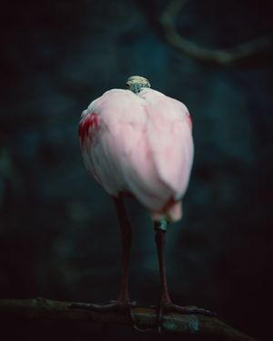 Image post by @prestoncrawley on Instagram