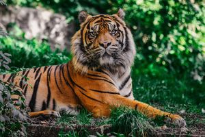 Image post by @animalplanet on Instagram